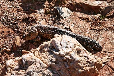 BrHill_shingleback_sm.jpg (39349 bytes)